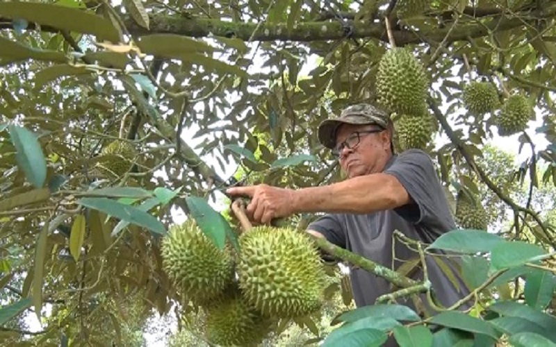 Giá sầu riêng Đồng Nai, vì sao trái sầu riêng rụng lại bán giá cao hơn trái cắt trên cây?