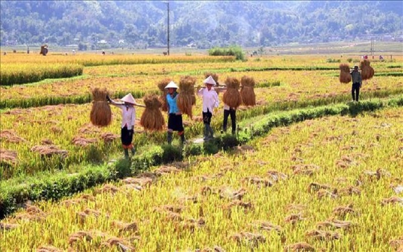Than Uyên (Lai Châu): Nâng tầm thương hiệu gạo Séng cù