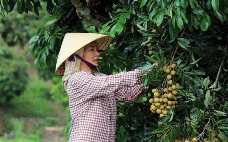 Hiệu quả vượt trội từ kỹ thuật trồng nhãn chín sớm ở Sông Mã