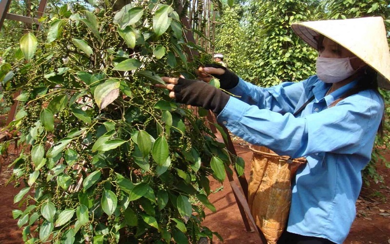 Giá tiêu hôm nay 15/6: Bật tăng 500 - 1.000 đồng/kg sau chuỗi ngày ảm đạm