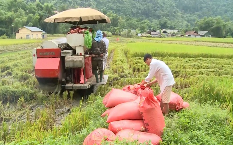 Giá lúa gạo hôm nay 15/6: Giá lúa tăng 100 đồng/kg