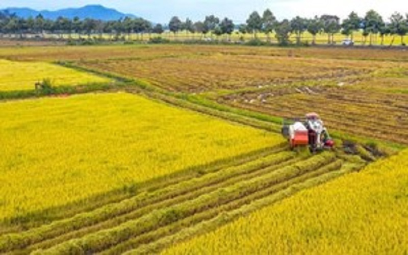 Bà Rịa - Vũng Tàu cho chuyển đổi cơ cấu cây trồng trên 576 ha đất trồng lúa