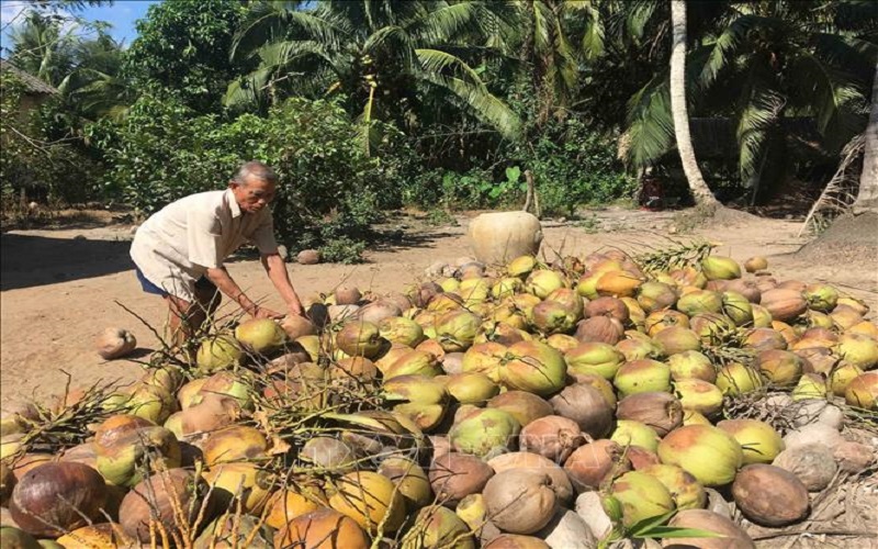 Giá dừa khô ở Trà Vinh tiếp tục giảm mạnh