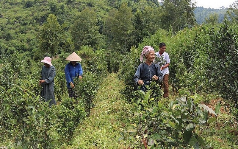 Chè Đoỏng Pán - Từ “chè hoang” tạo nên thương hiệu