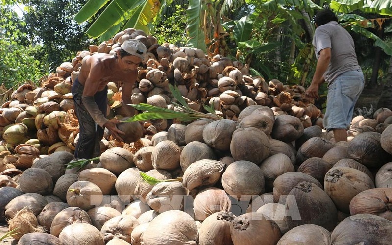 Bến Tre kiến nghị hỗ trợ tiêu thụ và xuất khẩu dừa