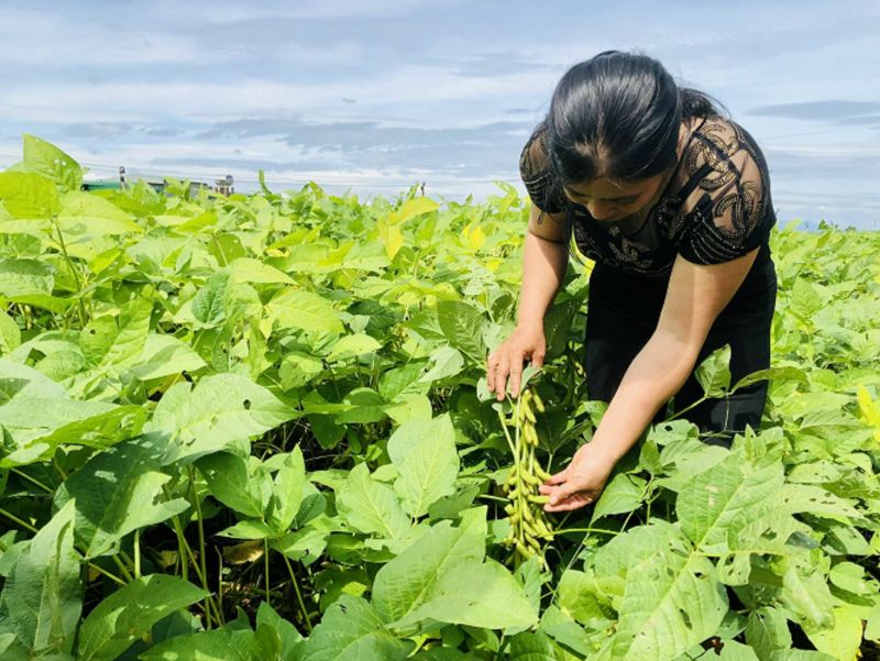 Triển vọng mới cho cây đậu nành Việt Nam