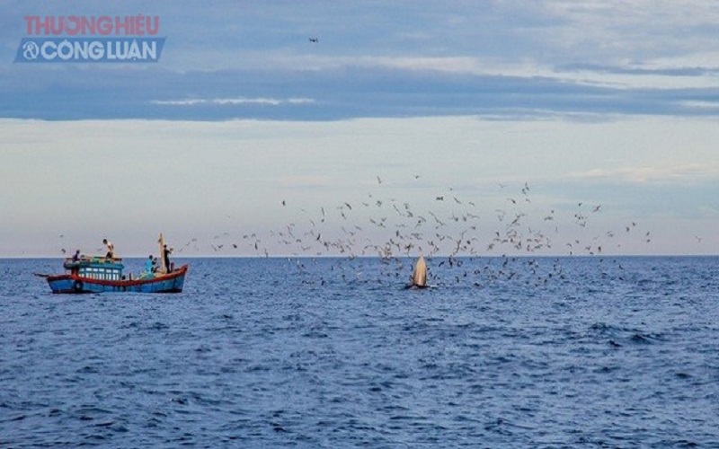 Cá voi xanh xuất hiện nhiều trên vùng biển Đề Gi của Bình Định