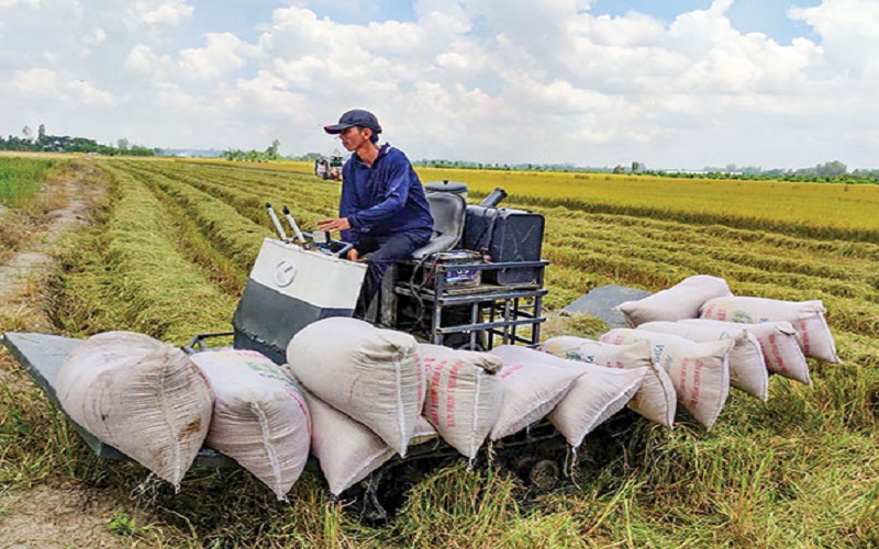 Giá lúa gạo hôm nay 23/08: Lúa nếp tăng 200 đồng/kg