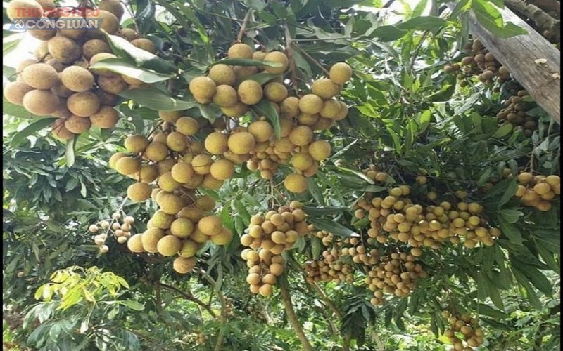 Làm thế nào để phát triển thương hiệu và hiệu quả kinh tế nhãn lồng Hưng Yên?