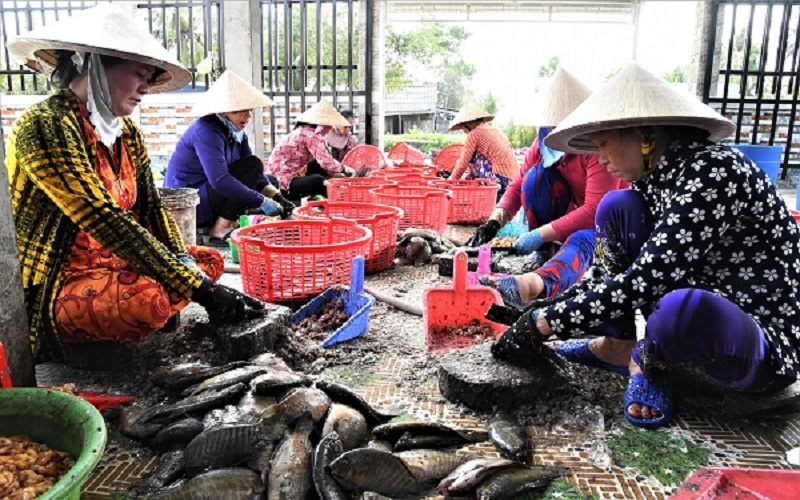 Cà Mau nâng cao năng lực hoạt động của hợp tác xã nhằm tạo việc làm, nâng cao thu nhập