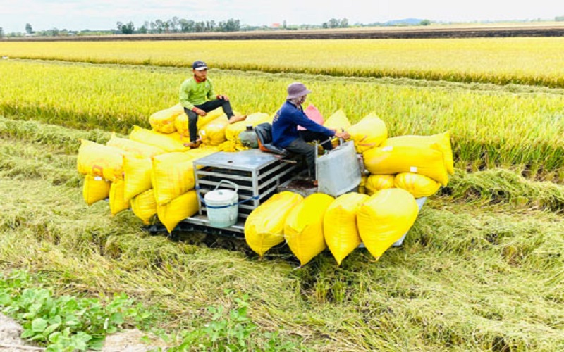 Thị trường lúa gạo thế giới biến động, năm 2022, Việt Nam dự kiến sẽ xuất khẩu khoảng 6,5 triệu tấn gạo