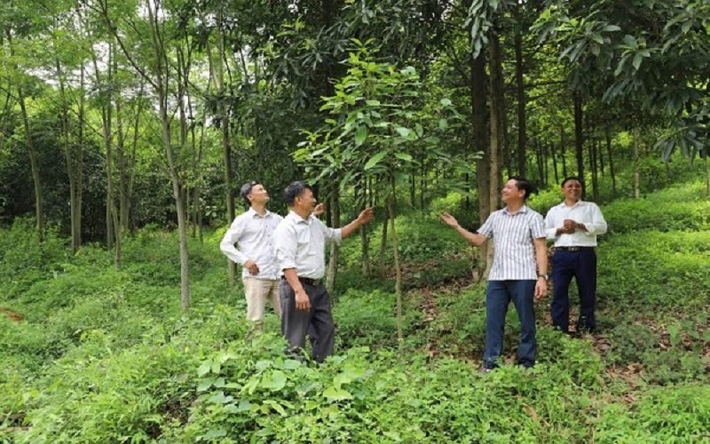 Lào Cai chi trả trên 108 tỷ đồng tiền dịch vụ môi trường rừng