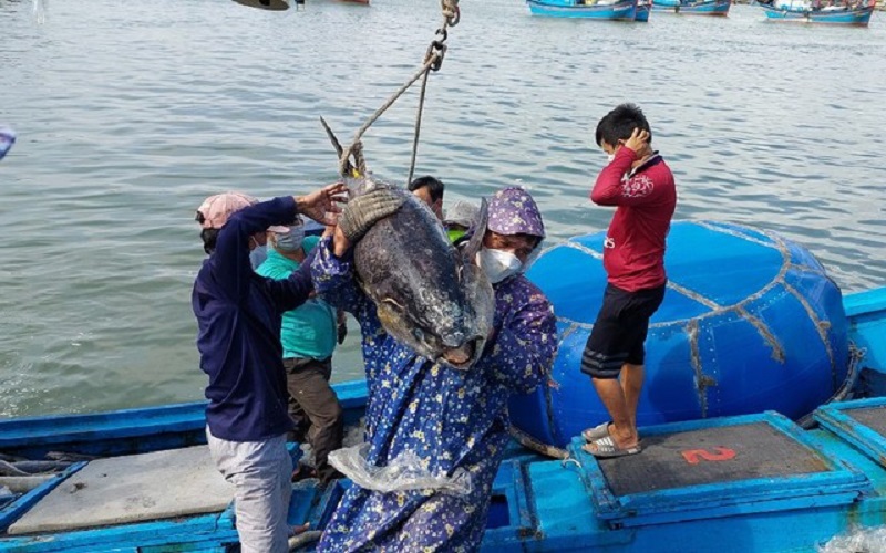 Kiên quyết xử lý các vi phạm quy định về chống khai thác hải sản trái phép