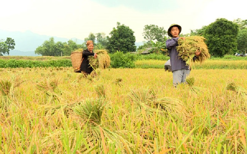 Mặt bằng giá gạo của Việt Nam tăng khoảng 40 - 50 USD/tấn