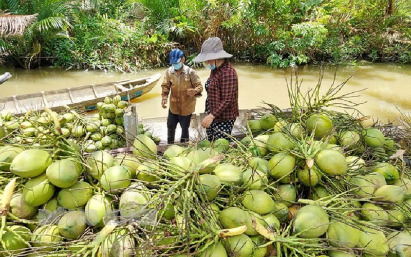 Bến Tre: Hướng đến hoàn thiện 8 chuỗi sản phẩm nông nghiệp chủ lực