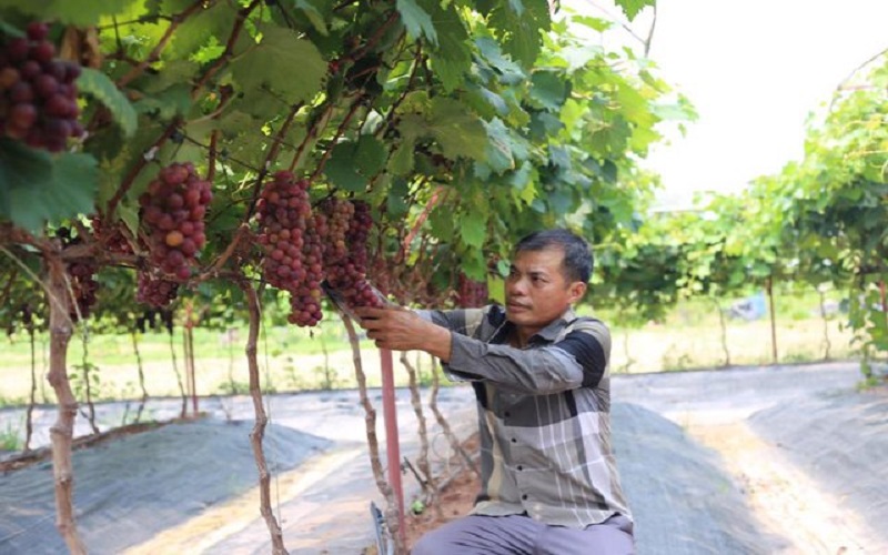 Hướng đến phát triển nông nghiệp sinh thái bền vững