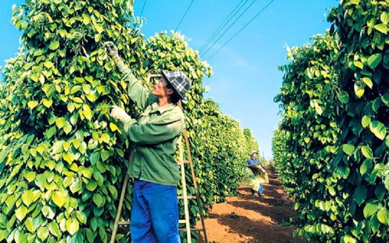 Giá tiêu hôm nay 13/10: Đi ngang tại các vùng trọng điểm