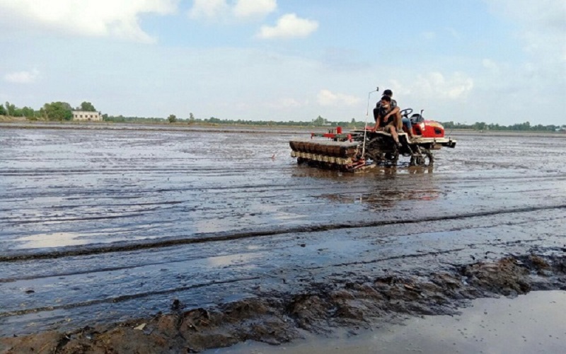 Long An: Khuyến cáo giảm tỷ lệ gieo sạ giống nếp xuống dưới 35% trong vụ Đông Xuân