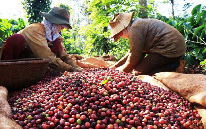 Xuất khẩu cà phê sang thị trường Tây Ban Nha liên tục tăng trưởng