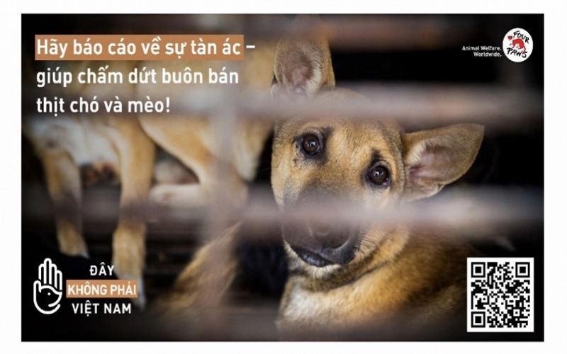 Thí điểm đầu tiên tại Quảng Nam, Đà Nẵng trang báo cáo về nạn buôn bán thịt chó, mèo