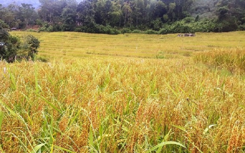 Thanh Hoá đẩy mạnh nâng cao chất lượng và phát triển diện tích các loại lúa nếp đặc sản