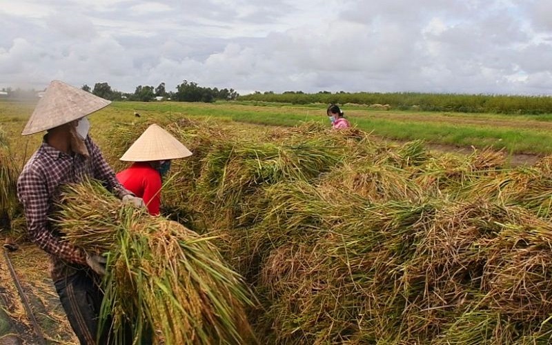 Cà Mau tháo gỡ khó khăn, hỗ trợ tiêu thụ lúa