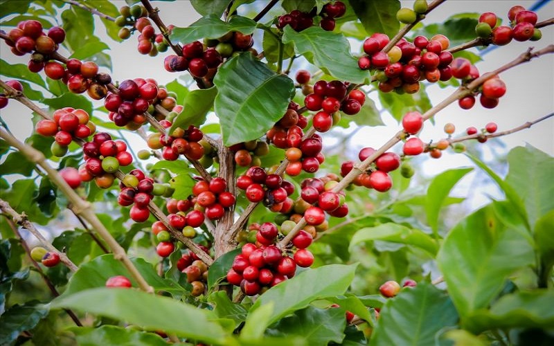 Giá cà phê hôm nay 06/01: Tiếp đà tăng