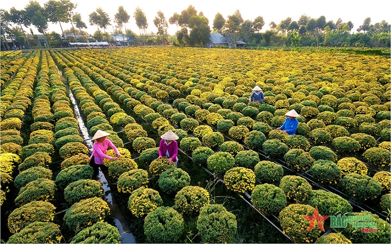 Ngập tràn sắc Xuân ở làng hoa Sa Đéc