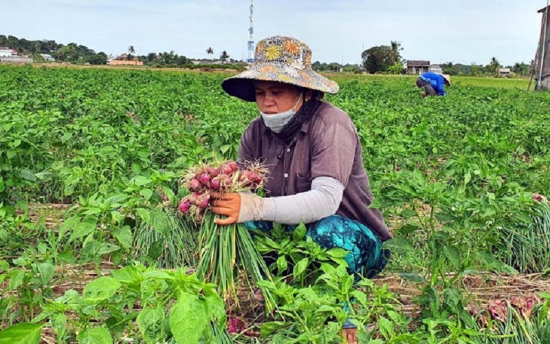 Giá hành tím Sóc Trăng tăng vọt trong ngày giáp Tết Nguyên đán