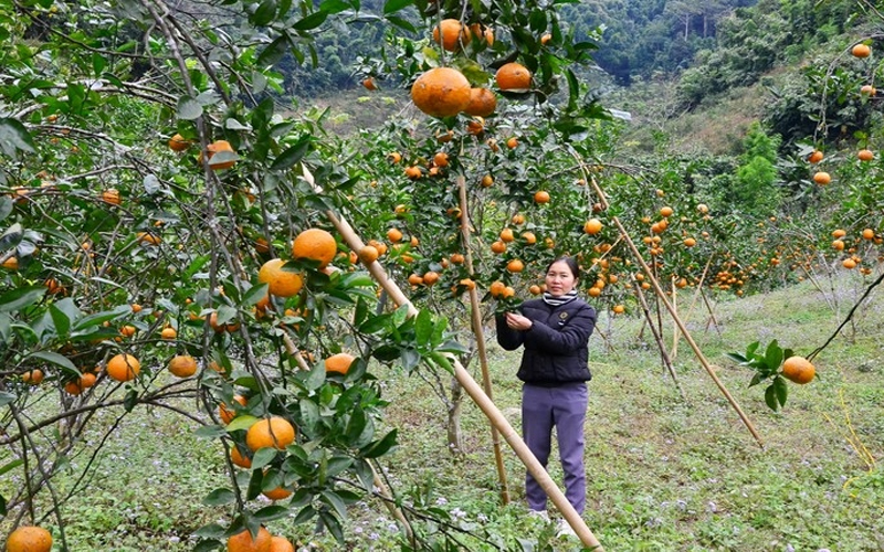 Vị cam sành ngày Tết