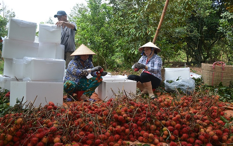 Xuất khẩu nông sản chính ngạch sang Trung Quốc cần lưu ý gì?