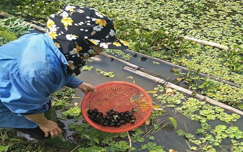 Về Trung du nhớ vị ốc quê