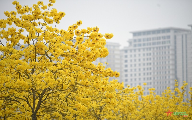 Sắc vàng hoa phong linh