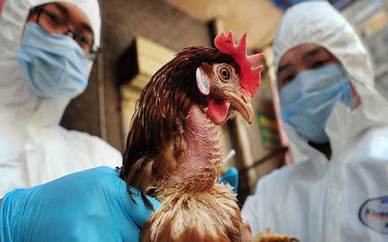 Campuchia có người chết do H5N1, Việt Nam lo ngại dịch bệnh xâm nhập