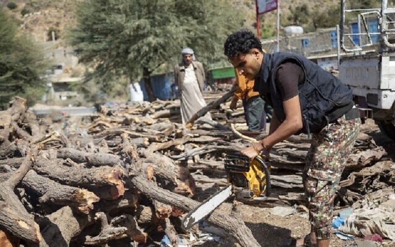 Yemen đối mặt với tình trạng phá rừng lấy củi