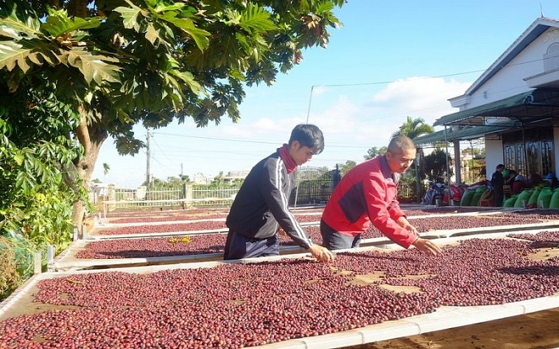 Nâng cao giá trị cà phê Việt Nam thông qua sản phẩm chế biến sâu và sạch