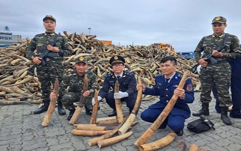 Chuyển Công an điều tra 02 vụ vận chuyển trái phép hơn 600kg ngà voi tại cảng Hải Phòng