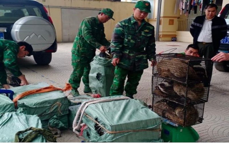 Bộ đội Biên phòng tỉnh Cao Bằng: Bắt giữ đối tượng vận chuyển trái phép 72 cá thể cầy vòi mốc qua biên giới