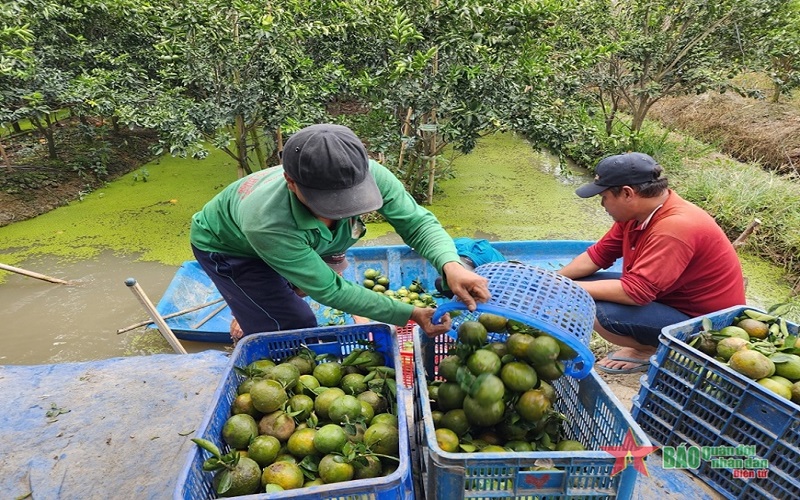 Đồng bằng sông Cửu Long: Vì sao cây trồng chủ lực nhanh “hết thời”?