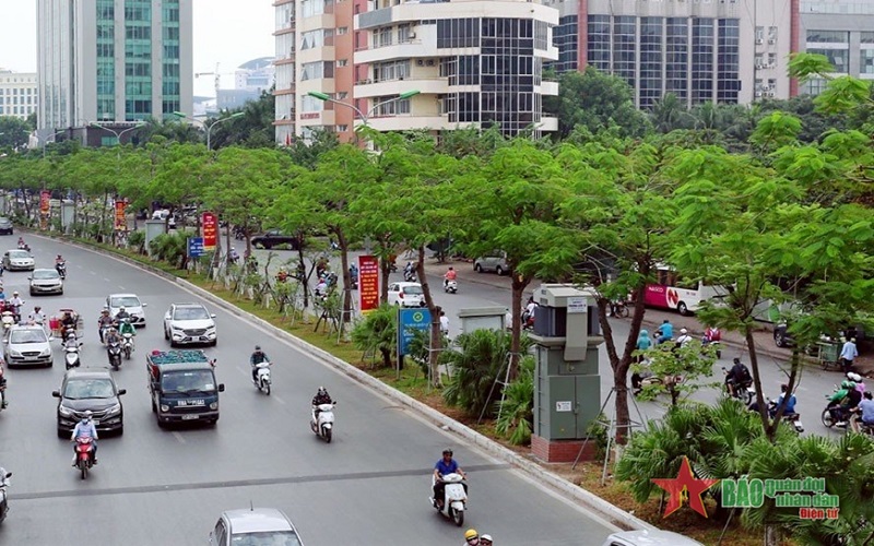 Hà Nội kịp thời thay thế cây có nguy cơ gãy đổ trước mùa mưa bão