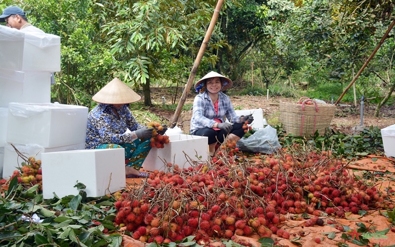 Kim ngạch xuất khẩu ngành nông nghiệp sụt giảm mạnh- vì sao?