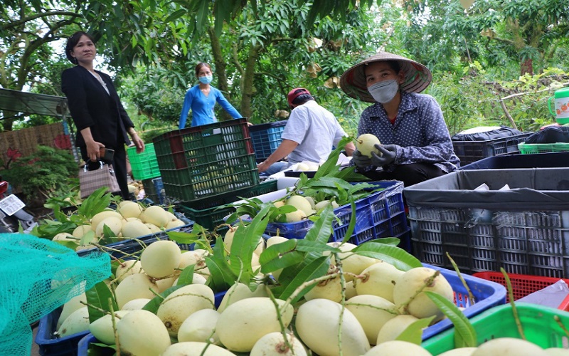 Lễ hội Xoài Đồng Tháp - nâng tầm vị thế và thương hiệu