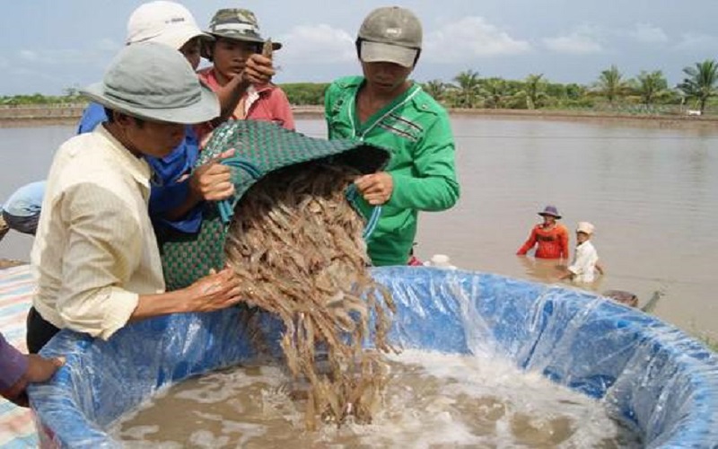 Vì sao nhiều doanh nghiệp xuất khẩu tôm trên tỉnh Cà Mau khó tiếp cận vốn vay?