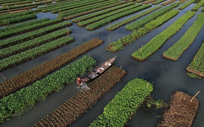 Nông dân Bangladesh tìm cách thích ứng với biến đổi khí hậu