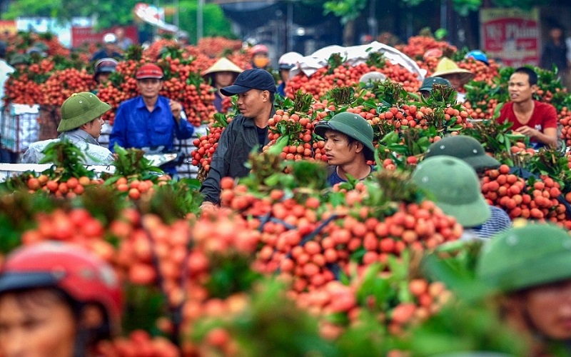 Sẵn sàng các điều kiện để xuất khẩu vải thiều