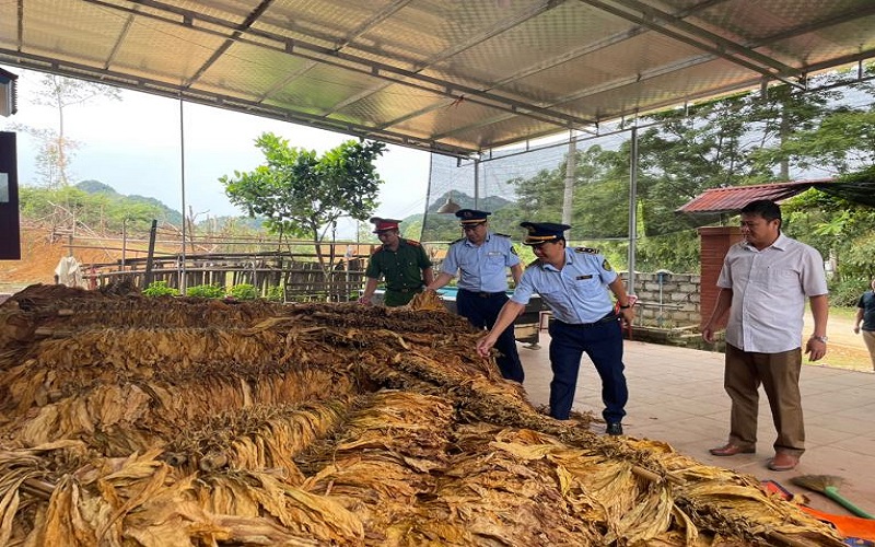 Lạng Sơn: Tăng cường kiểm tra, giám sát hoạt động thu mua nguyên liệu lá thuốc lá trên địa bàn Chi Lăng