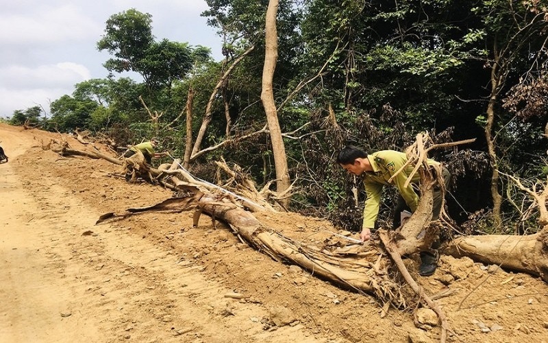 Phó thủ tướng Trần Lưu Quang yêu cầu Quảng Ngãi làm rõ thông tin phá rừng tự nhiên ở Đức Phổ