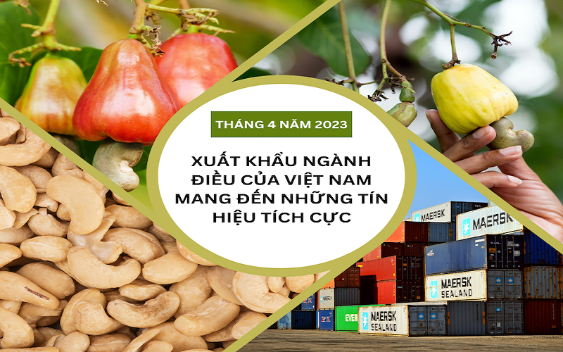 Nửa đầu tháng 5/2023, xuất khẩu hạt điều đạt hơn 132 triệu USD