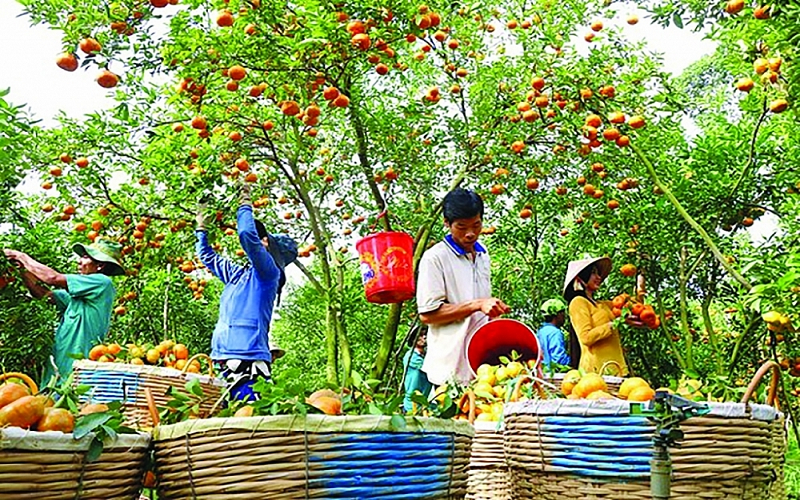 Thương mại điện tử "chắp cánh" cho các sản phẩm Vùng ĐBSCL hiện diện rộng khắp