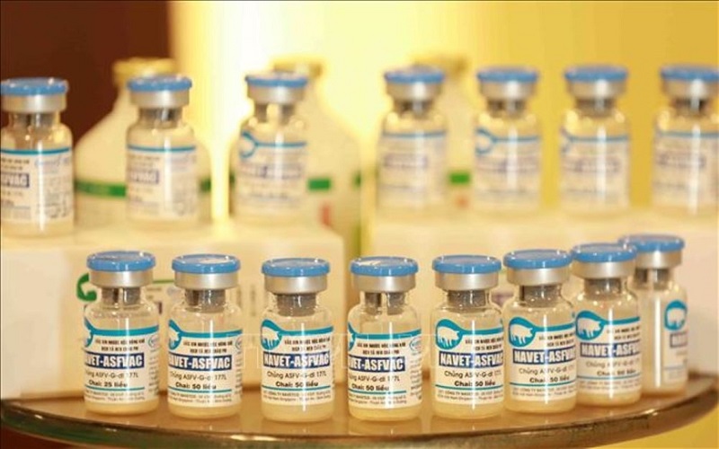 Vaccine dịch tả lợn châu Phi được phép sử dụng rộng rãi trên cả nước, sẵn sàng xuất khẩu